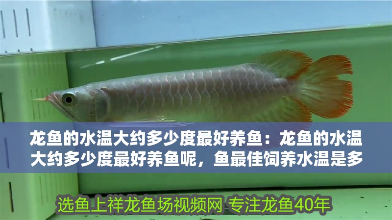龍魚的水溫大約多少度最好養魚：龍魚的水溫大約多少度最好養魚呢，魚最佳飼養水溫是多少