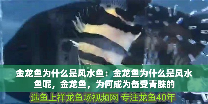 金龍魚為什么是風水魚：金龍魚為什么是風水魚呢，金龍魚，為何成為備受青睞的