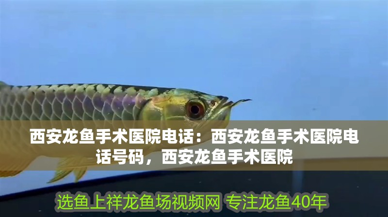 西安龍魚手術醫院電話：西安龍魚手術醫院電話號碼，西安龍魚手術醫院 西安龍魚手術醫院電話：西安龍魚手術醫院電話號碼，西安龍魚手術醫院 水族問答