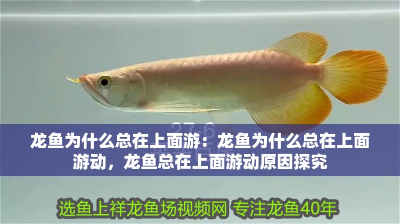 龍魚為什么總在上面游：龍魚為什么總在上面游動，龍魚總在上面游動原因探究