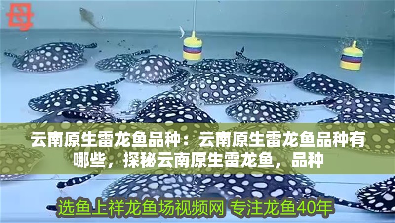 云南原生雷龍魚品種：云南原生雷龍魚品種有哪些，探秘云南原生雷龍魚，品種