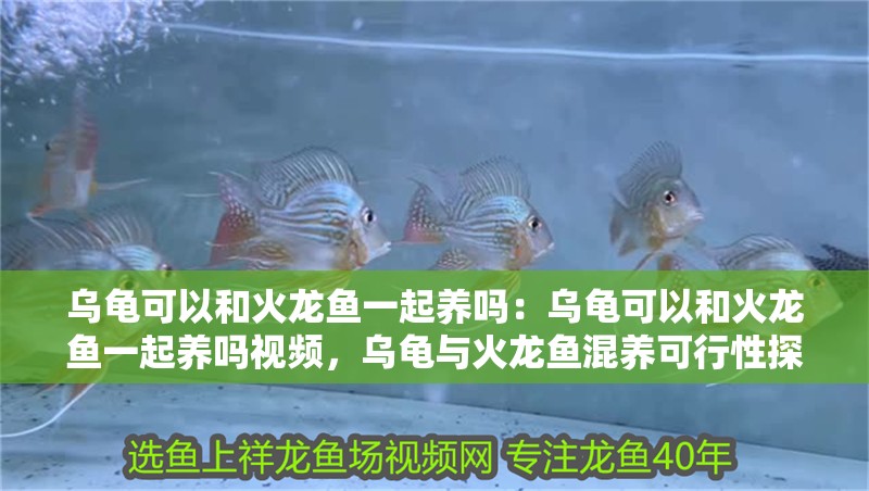 烏龜可以和火龍魚一起養嗎:烏龜可以和火龍魚一起養嗎視頻,烏龜與火龍魚混養可行性探究 水族問答 烏龜可以和火龍魚一起養嗎:烏龜可以和火龍魚一起養嗎視頻,烏龜與火龍魚混養可行性探究 烏龜可以和火龍魚一起養嗎:烏龜可以和火龍魚一起養嗎視頻,烏龜與火龍魚混養可行性探究 水族問答