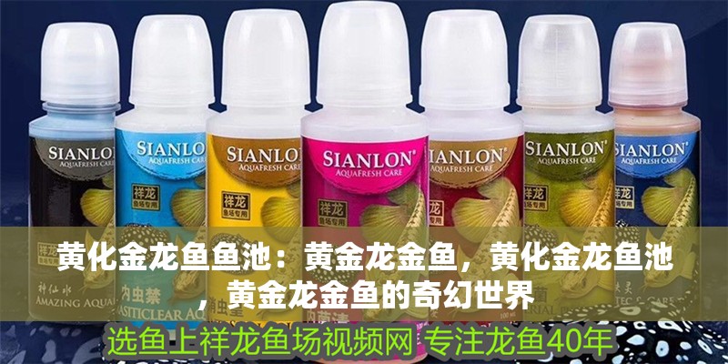 黃化金龍魚魚池：黃金龍金魚，黃化金龍魚池，黃金龍金魚的奇幻世界