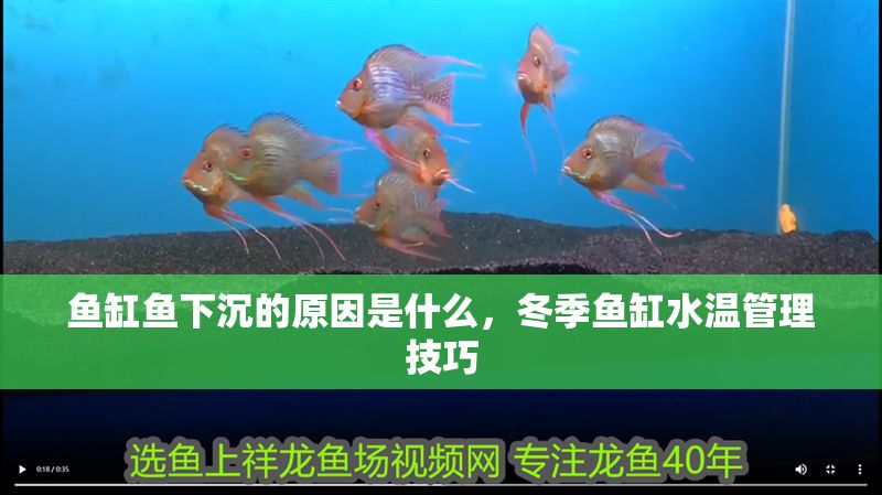 魚缸魚下沉的原因是什么，冬季魚缸水溫管理技巧 魚缸魚下沉的原因是什么，冬季魚缸水溫管理技巧 魚缸百科 第2張