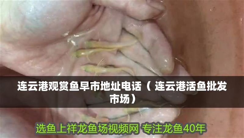 連云港觀賞魚早市地址電話（ 連云港活魚批發(fā)市場）