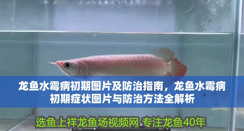 龍魚水霉病初期圖片及防治指南，龍魚水霉病初期癥狀圖片與防治方法全解析