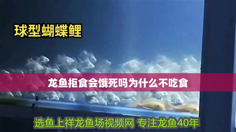 龍魚拒食會餓死嗎為什么不吃食