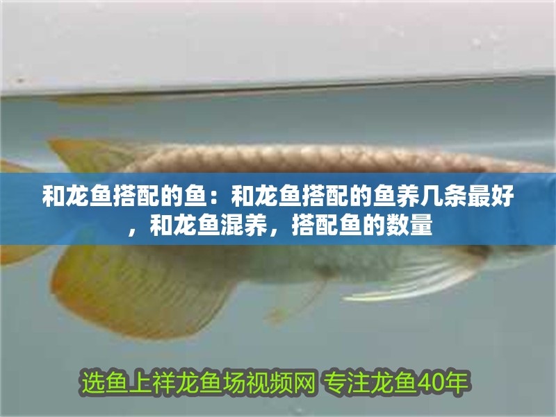 和龍魚搭配的魚：和龍魚搭配的魚養幾條最好，和龍魚混養，搭配魚的數量