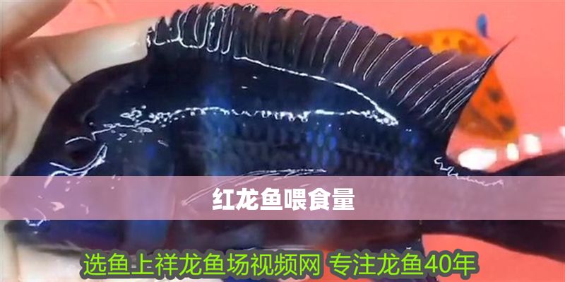 紅龍魚(yú)喂食量 紅龍魚(yú)喂食量 龍魚(yú)百科 第1張