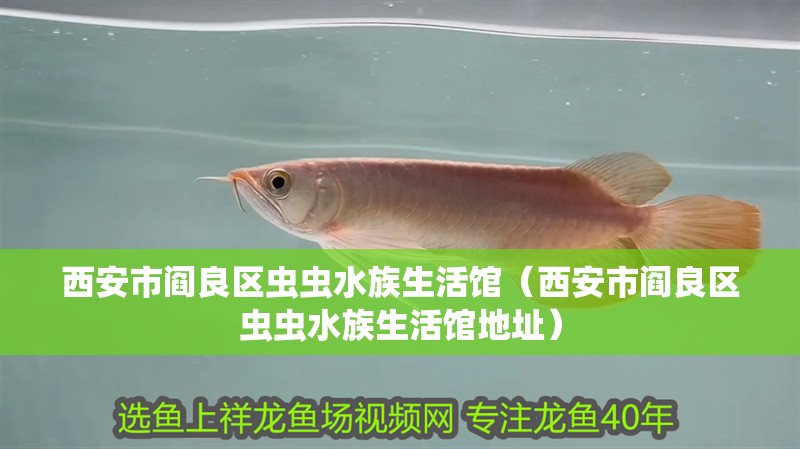 西安市閻良區(qū)蟲蟲水族生活館（西安市閻良區(qū)蟲蟲水族生活館地址）
