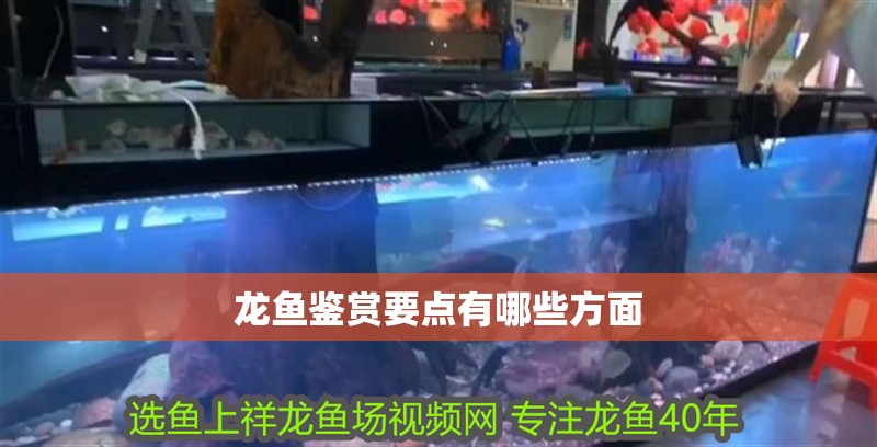 龍魚鑒賞要點有哪些方面