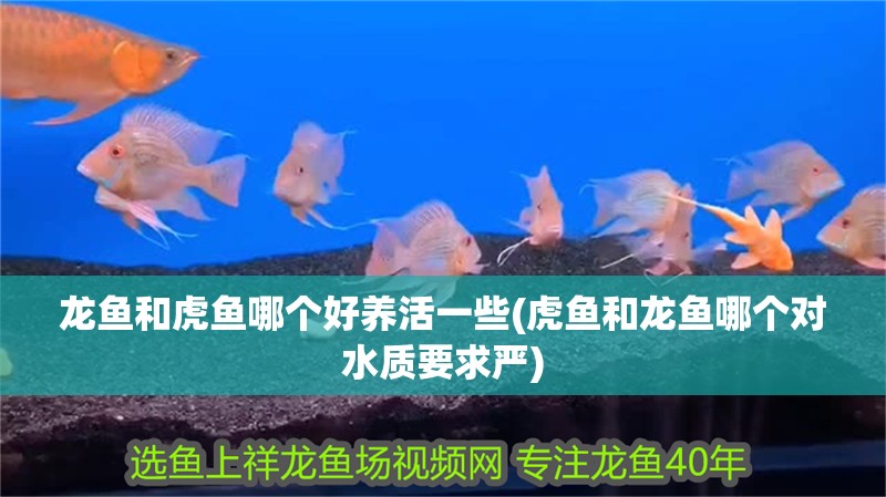 龍魚和虎魚哪個好養活一些(虎魚和龍魚哪個對水質要求嚴) 龍魚和虎魚哪個好養活一些(虎魚和龍魚哪個對水質要求嚴) 虎魚百科