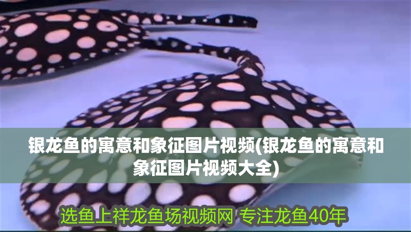 銀龍魚的寓意和象征圖片視頻(銀龍魚的寓意和象征圖片視頻大全) 銀龍魚的寓意和象征圖片視頻(銀龍魚的寓意和象征圖片視頻大全) 銀龍魚百科