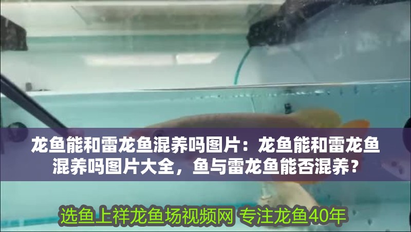 龍魚能和雷龍魚混養嗎圖片：龍魚能和雷龍魚混養嗎圖片大全，魚與雷龍魚能否混養？ 龍魚能和雷龍魚混養嗎圖片：龍魚能和雷龍魚混養嗎圖片大全，魚與雷龍魚能否混養？ 水族問答