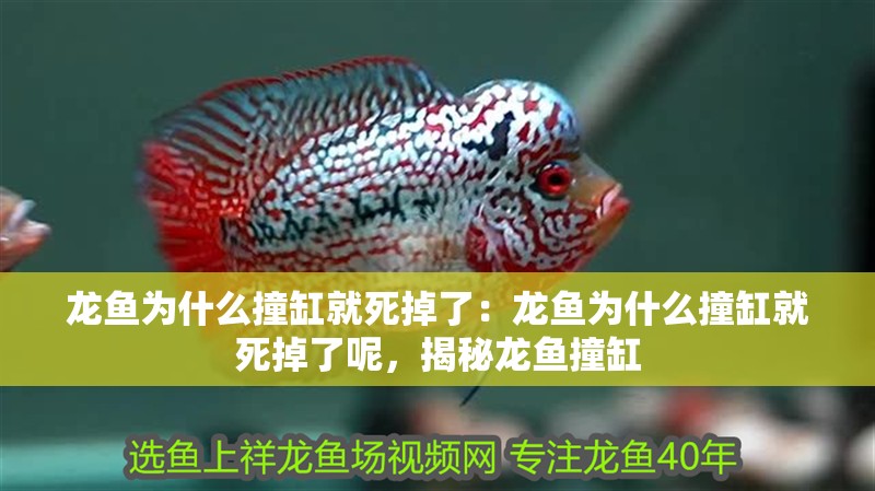 龍魚為什么撞缸就死掉了：龍魚為什么撞缸就死掉了呢，揭秘龍魚撞缸