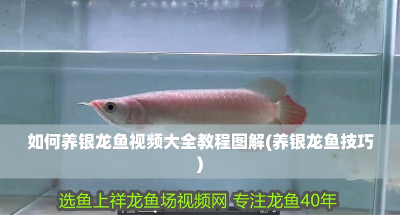 如何養(yǎng)銀龍魚視頻大全教程圖解(養(yǎng)銀龍魚技巧)