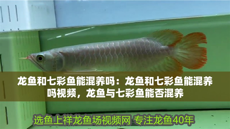 龍魚和七彩魚能混養嗎：龍魚和七彩魚能混養嗎視頻，龍魚與七彩魚能否混養