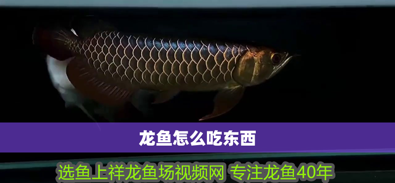 龍魚怎么吃東西