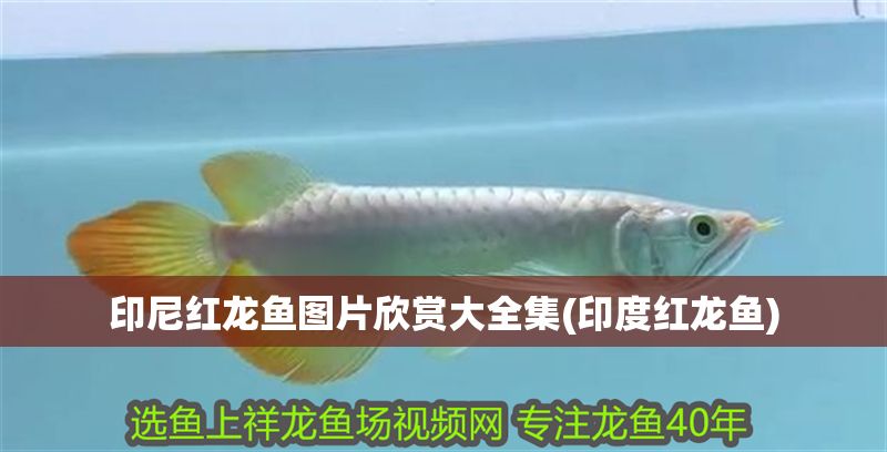 印尼紅龍魚圖片欣賞大全集(印度紅龍魚)