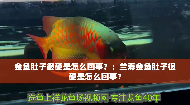 金魚肚子很硬是怎么回事？：蘭壽金魚肚子很硬是怎么回事？ 金魚肚子很硬是怎么回事？：蘭壽金魚肚子很硬是怎么回事？ 魚缸百科