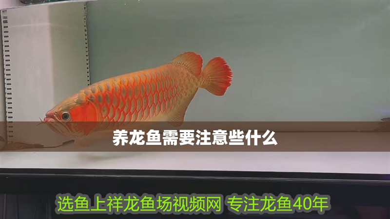 養龍魚需要注意些什么