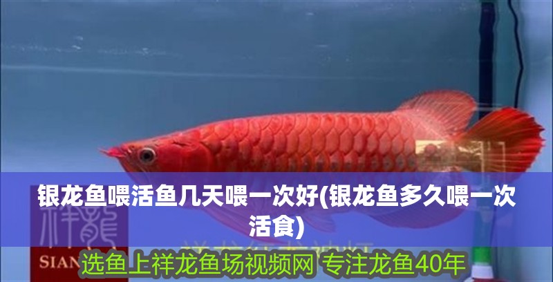 銀龍魚喂活魚幾天喂一次好(銀龍魚多久喂一次活食)