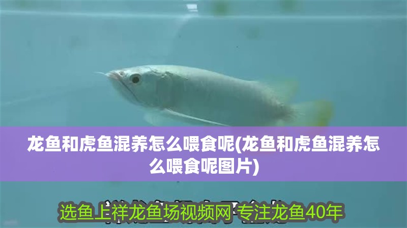 龍魚和虎魚混養怎么喂食呢(龍魚和虎魚混養怎么喂食呢圖片)