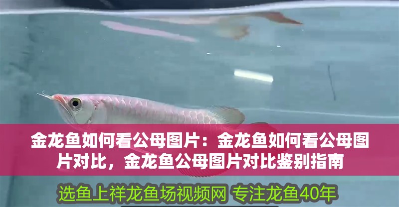 金龍魚如何看公母圖片：金龍魚如何看公母圖片對比，金龍魚公母圖片對比鑒別指南