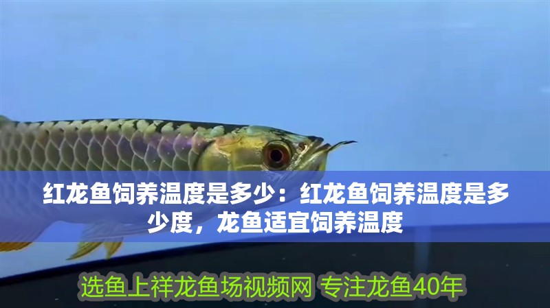 紅龍魚飼養(yǎng)溫度是多少：紅龍魚飼養(yǎng)溫度是多少度，龍魚適宜飼養(yǎng)溫度