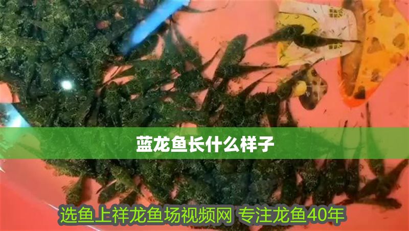藍(lán)龍魚(yú)長(zhǎng)什么樣子