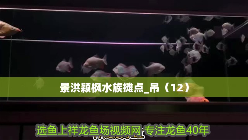 景洪穎楓水族攤點_吊（12）