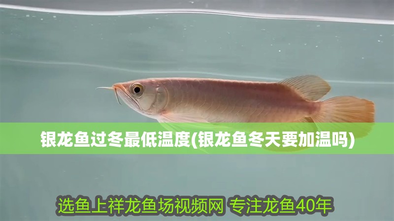 銀龍魚過冬最低溫度(銀龍魚冬天要加溫嗎)