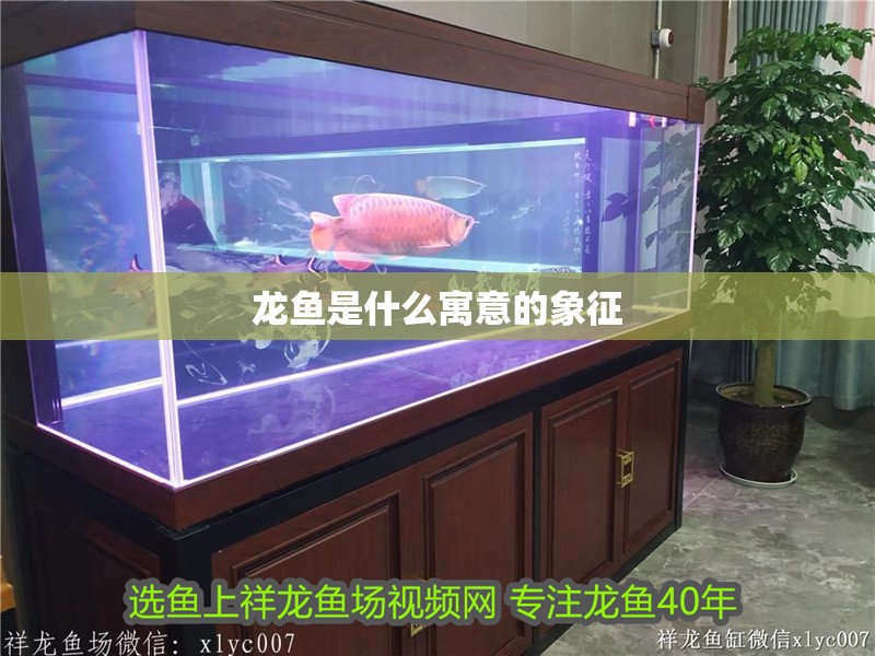 龍魚是什么寓意的象征