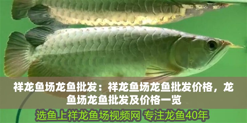 祥龍魚場龍魚批發(fā)：祥龍魚場龍魚批發(fā)價格，龍魚場龍魚批發(fā)及價格一覽