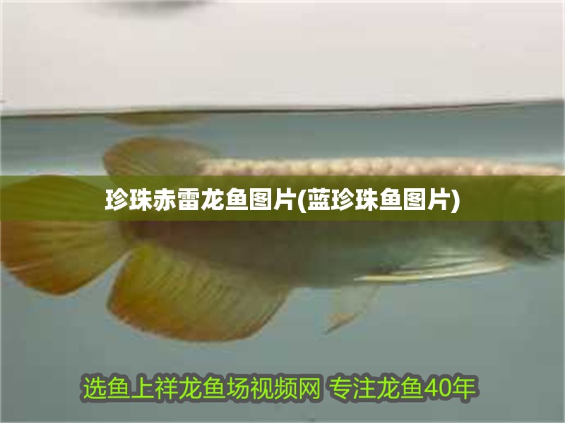 珍珠赤雷龍魚圖片(藍珍珠魚圖片)