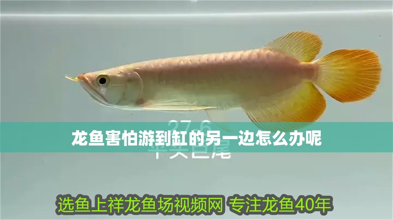 龍魚害怕游到缸的另一邊怎么辦呢