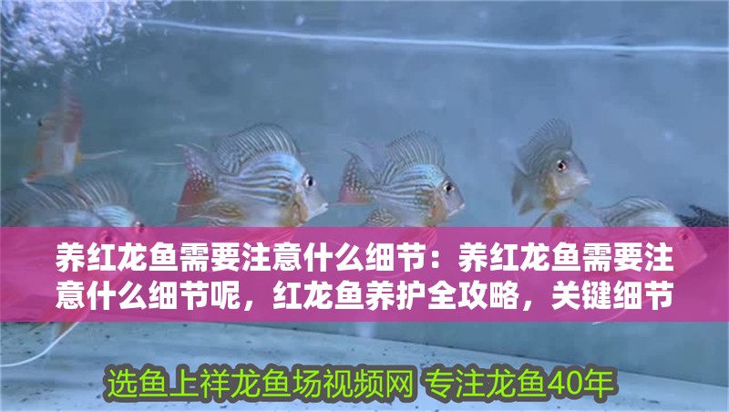 養(yǎng)紅龍魚需要注意什么細(xì)節(jié)：養(yǎng)紅龍魚需要注意什么細(xì)節(jié)呢，紅龍魚養(yǎng)護(hù)全攻略，關(guān)鍵細(xì)節(jié) 養(yǎng)紅龍魚需要注意什么細(xì)節(jié)：養(yǎng)紅龍魚需要注意什么細(xì)節(jié)呢，紅龍魚養(yǎng)護(hù)全攻略，關(guān)鍵細(xì)節(jié) 水族問(wèn)答