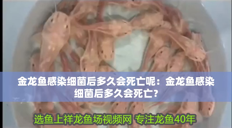 金龍魚感染細(xì)菌后多久會(huì)死亡呢：金龍魚感染細(xì)菌后多久會(huì)死亡？