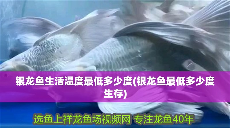 銀龍魚生活溫度最低多少度(銀龍魚最低多少度生存)