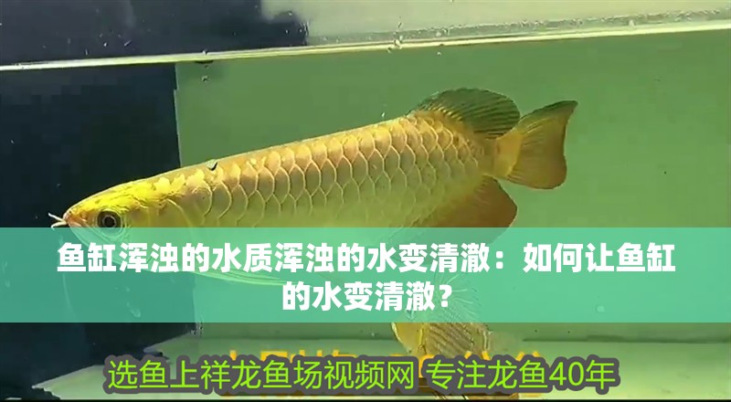 魚缸渾濁的水質渾濁的水變清澈：如何讓魚缸的水變清澈？ 魚缸渾濁的水質渾濁的水變清澈：如何讓魚缸的水變清澈？ 魚缸百科