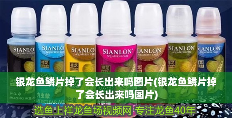 銀龍魚鱗片掉了會長出來嗎圖片(銀龍魚鱗片掉了會長出來嗎圖片)