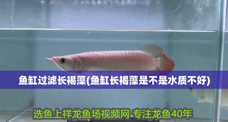 魚缸過濾長褐藻(魚缸長褐藻是不是水質不好)