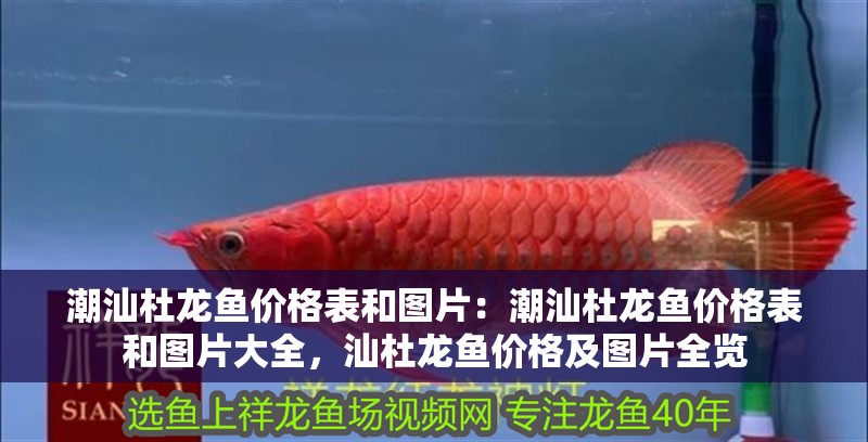 潮汕杜龍魚價格表和圖片：潮汕杜龍魚價格表和圖片大全，汕杜龍魚價格及圖片全覽