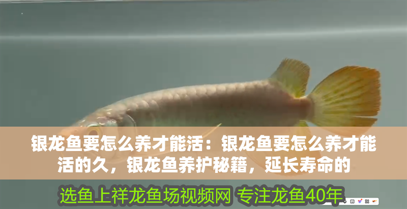 銀龍魚要怎么養才能活：銀龍魚要怎么養才能活的久，銀龍魚養護秘籍，延長壽命的