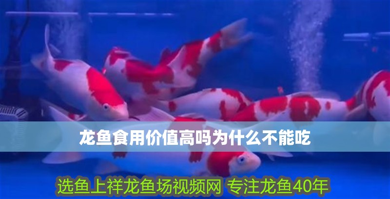 龍魚食用價值高嗎為什么不能吃 龍魚食用價值高嗎為什么不能吃 龍魚百科