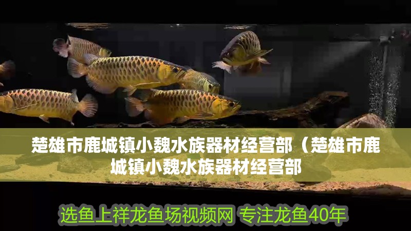 楚雄市鹿城鎮小魏水族器材經營部（楚雄市鹿城鎮小魏水族器材經營部 楚雄市鹿城鎮小魏水族器材經營部（楚雄市鹿城鎮小魏水族器材經營部 全國水族館企業名錄 第2張