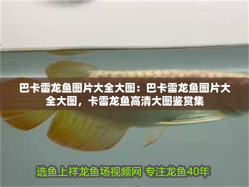 巴卡雷龍魚圖片大全大圖：巴卡雷龍魚圖片大全大圖，卡雷龍魚高清大圖鑒賞集