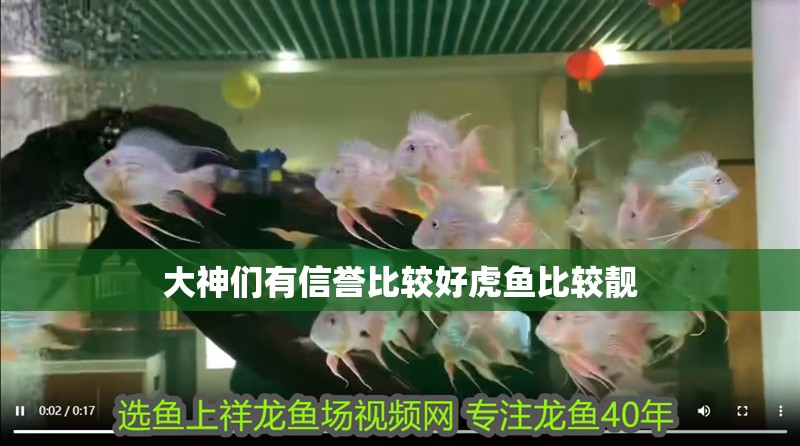 大神們有信譽比較好虎魚比較靚