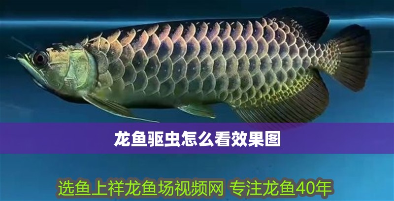龍魚驅蟲怎么看效果圖