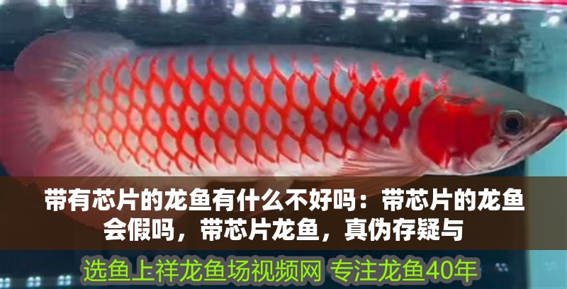 帶有芯片的龍魚有什么不好嗎：帶芯片的龍魚會假嗎，帶芯片龍魚，真偽存疑與 帶有芯片的龍魚有什么不好嗎：帶芯片的龍魚會假嗎，帶芯片龍魚，真偽存疑與 水族問答